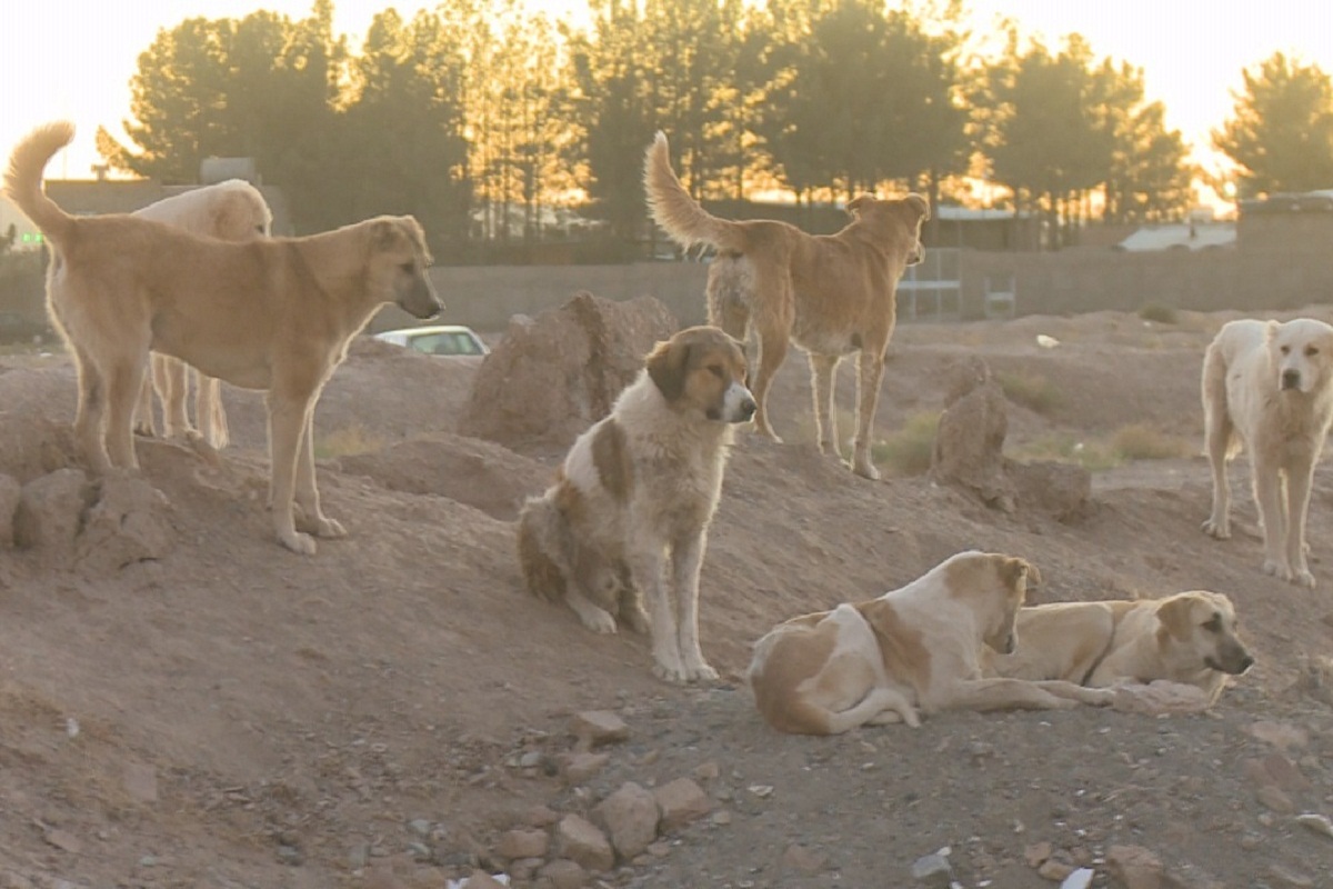 فیلم| انگلیسی صحبت کردن مردی که در دماوند قاطر اجاره می دهد!