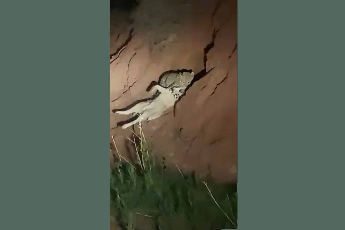 فیلم| عذرخواهی مهران رجبی در پی توهین به سهراب محمدی استاد موسیقی کرمانجی