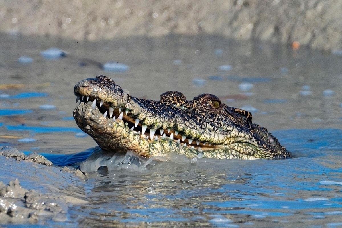 فیلم| تیکه سنگین المیرا شریفی مقدم به مسیح علینژاد