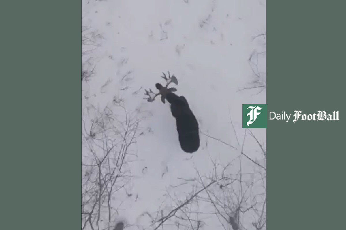 فیلم| واکنش ایرانی های آلمان به شعار «جاوید شاه» در کنسرت علیرضا قربانی