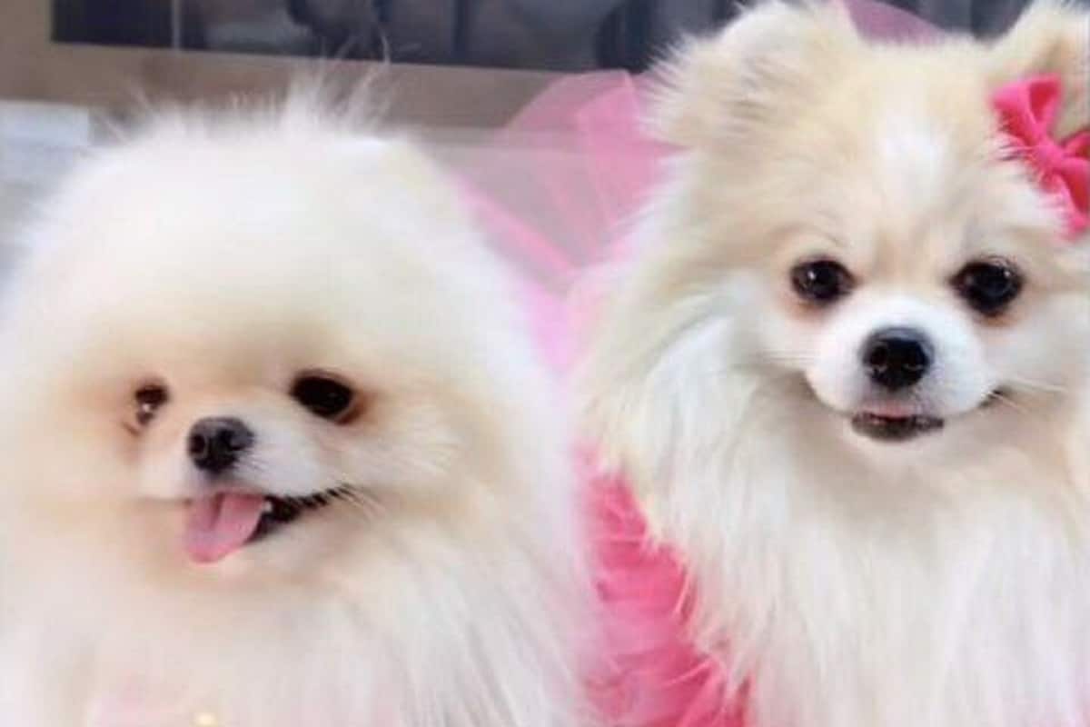 فیلم| خفگی چوپان و 100 گوسفند در کابین تریلی در اصفهان