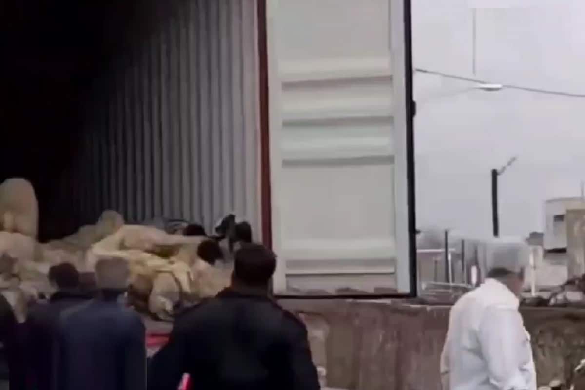 عکس| آفرین به پدر امپراطور کوزکو که انقدر گاوه!