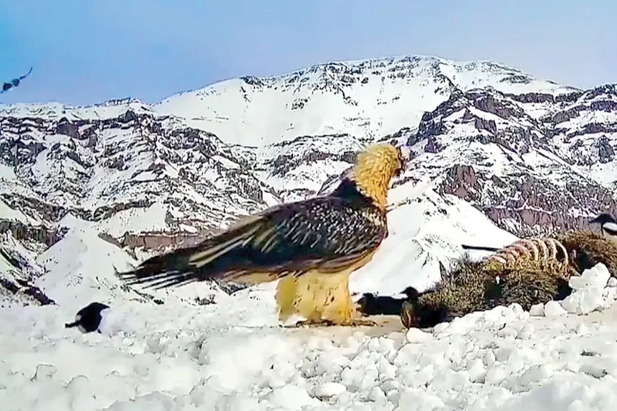 فیلم| جدیدترین تصاویر از آماده سازی استادیوم آزادی