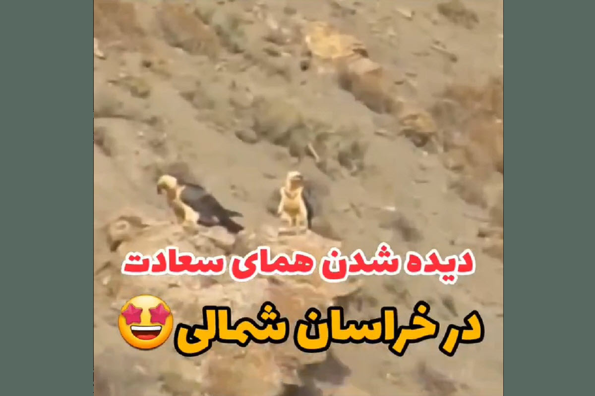 فیلم| فوتبال بازی کردن هادی چوپان