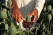 فیلم| سوال عجیب از یک پزشک روی آنتن زنده تلویزیون؛ مصرف تریاک برای درمان اسهال؟