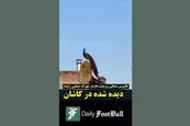 فیلم| بعد از همای سعادت؛ دیده شدن طاووس مشکی در کاشان