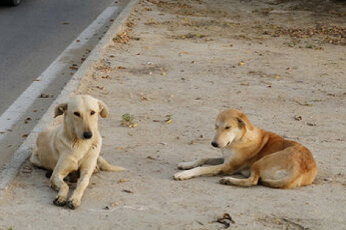 فیلم| ظهور پدیده حامیان سگ های ولگرد: وقتی که سگ ها به بچه من حمله کردند کجا بودی؟! | دیلی فوتبال