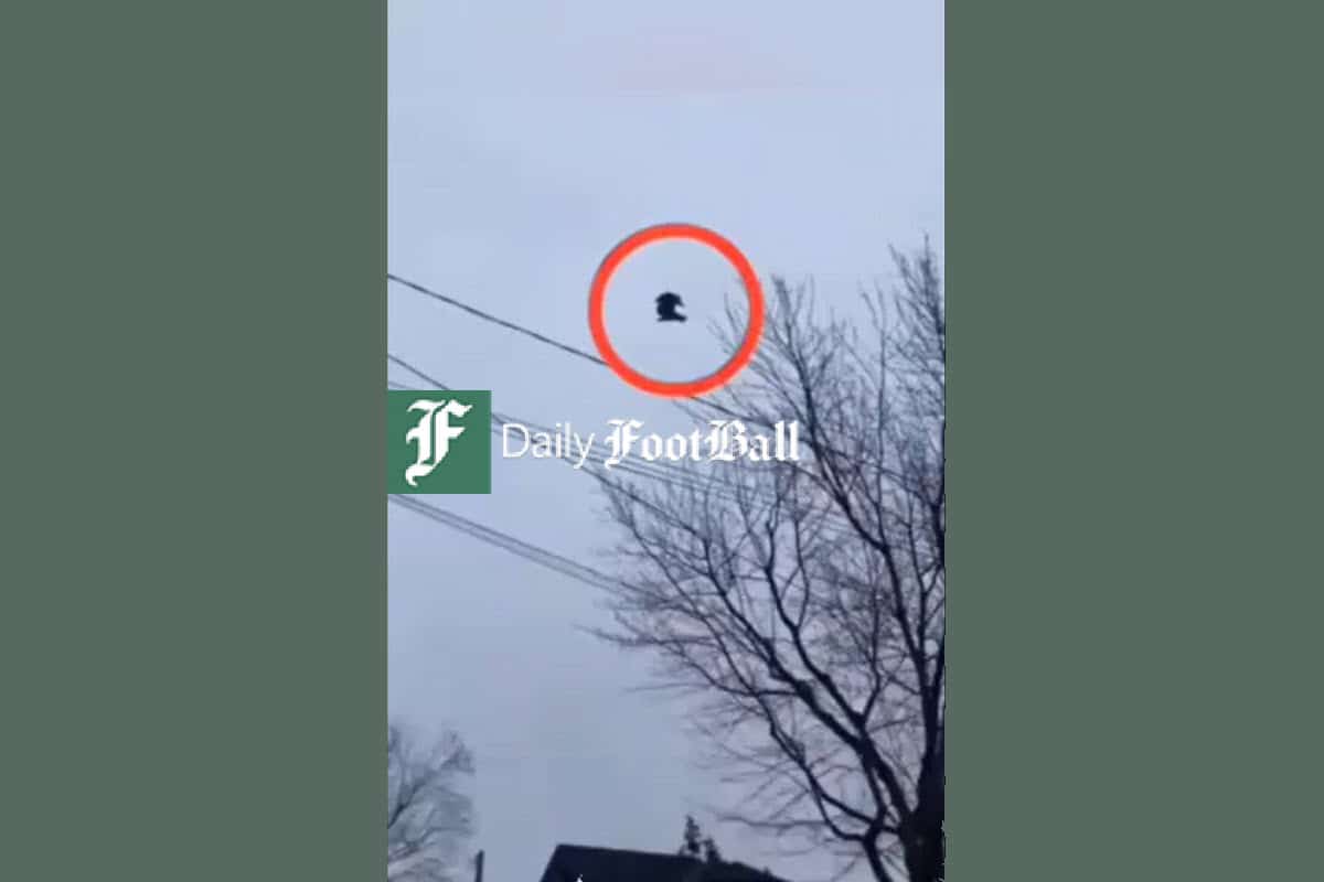 فیلم| ویدیوی باورنکردنی از پرنده مُرده ای که در هوا معلق است | دیلی فوتبال