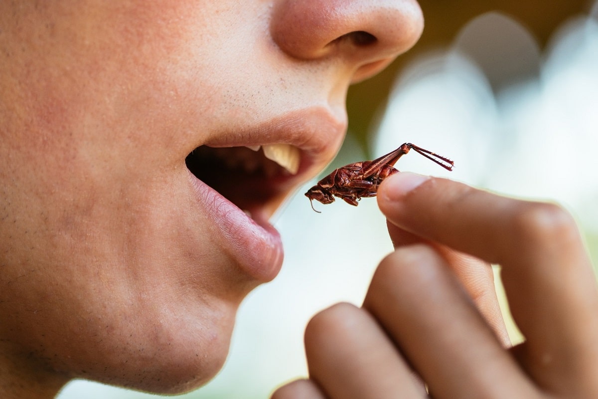 فیلم| خودتان را برای خوردن سوسک و ملخ آماده کنید فیلم| خودتان را برای خوردن سوسک و ملخ آماده کنید | دیلی فوتبال