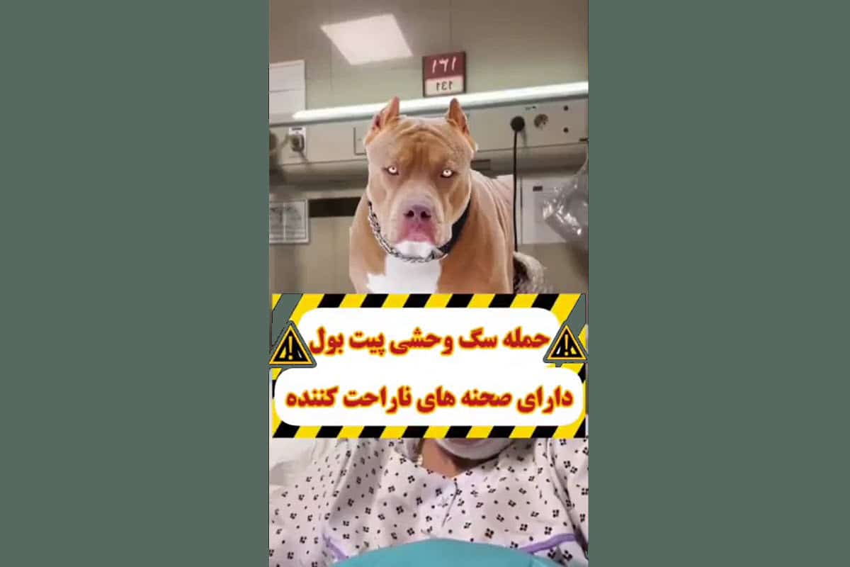 فیلم| حمله سگ پیت بول به یک خانم در شهرک غرب تهران | دیلی فوتبال