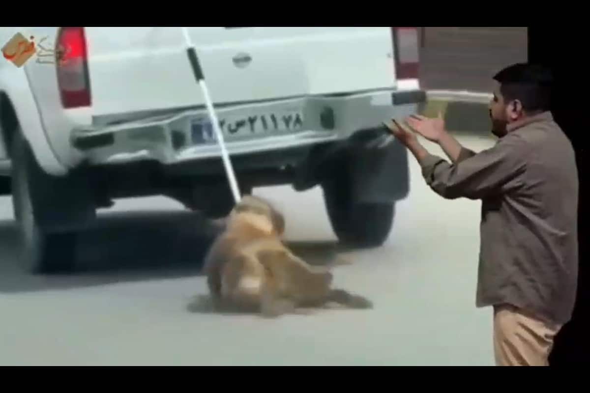 فیلم| سگ آزاری فردی با لباس آتش نشانی در دماوند | دیلی فوتبال