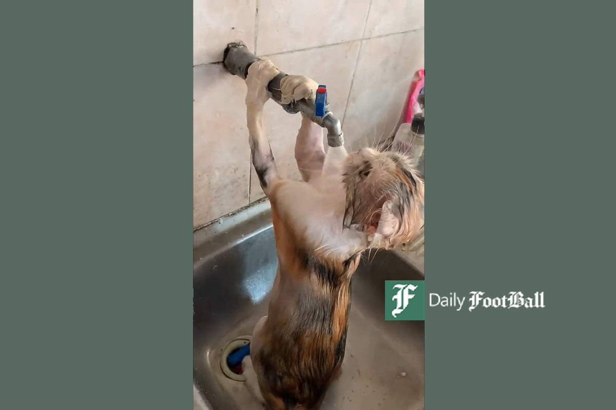 فیلم| پناه بردن گربه به شیر آب در پی گرمای طاقت فرسای خوزستان | دیلی فوتبال