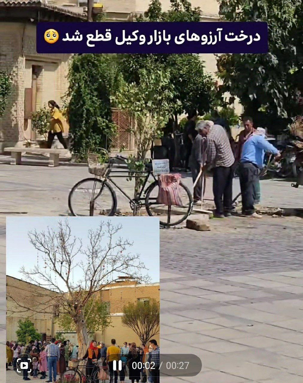 عکس| قطع تک درخت آرزوهای بازار وکیل | دیلی فوتبال