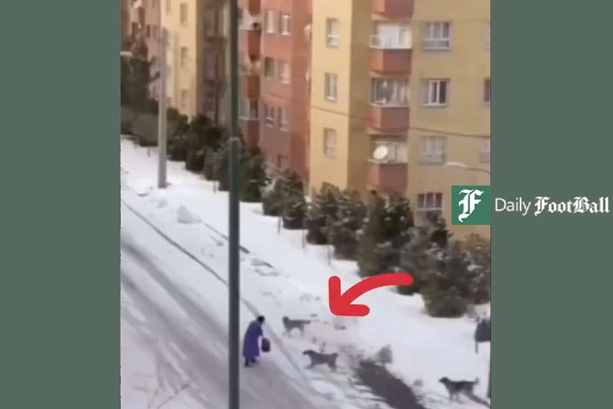 فیلم| صحنه های دلهره آور حمله سگ های ولگرد به یک زن در تبریز فیلم| صحنه های دلهره آور حمله سگ های ولگرد به یک زن در تبریز | دیلی فوتبال