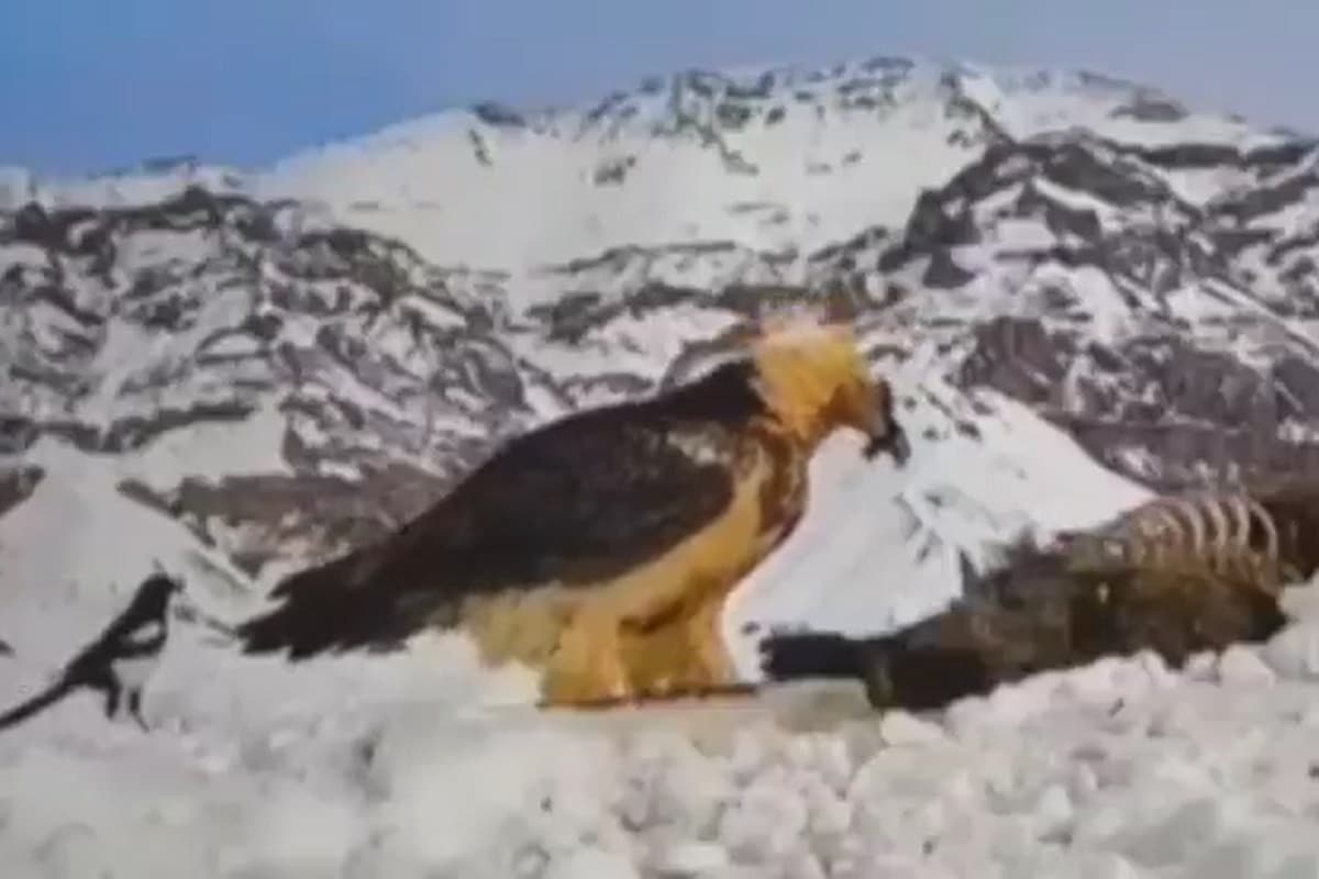 فیلم| خبر خوش به ایرانی ها؛ دیده شدن همای سعادت در طالقان | دیلی فوتبال