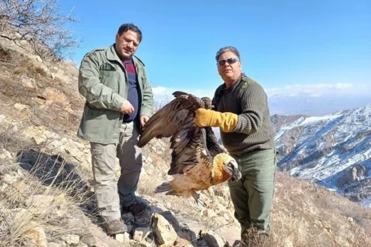 همای سعادت اسیر شد؟ همای سعادت اسیر شد؟ | دیلی فوتبال