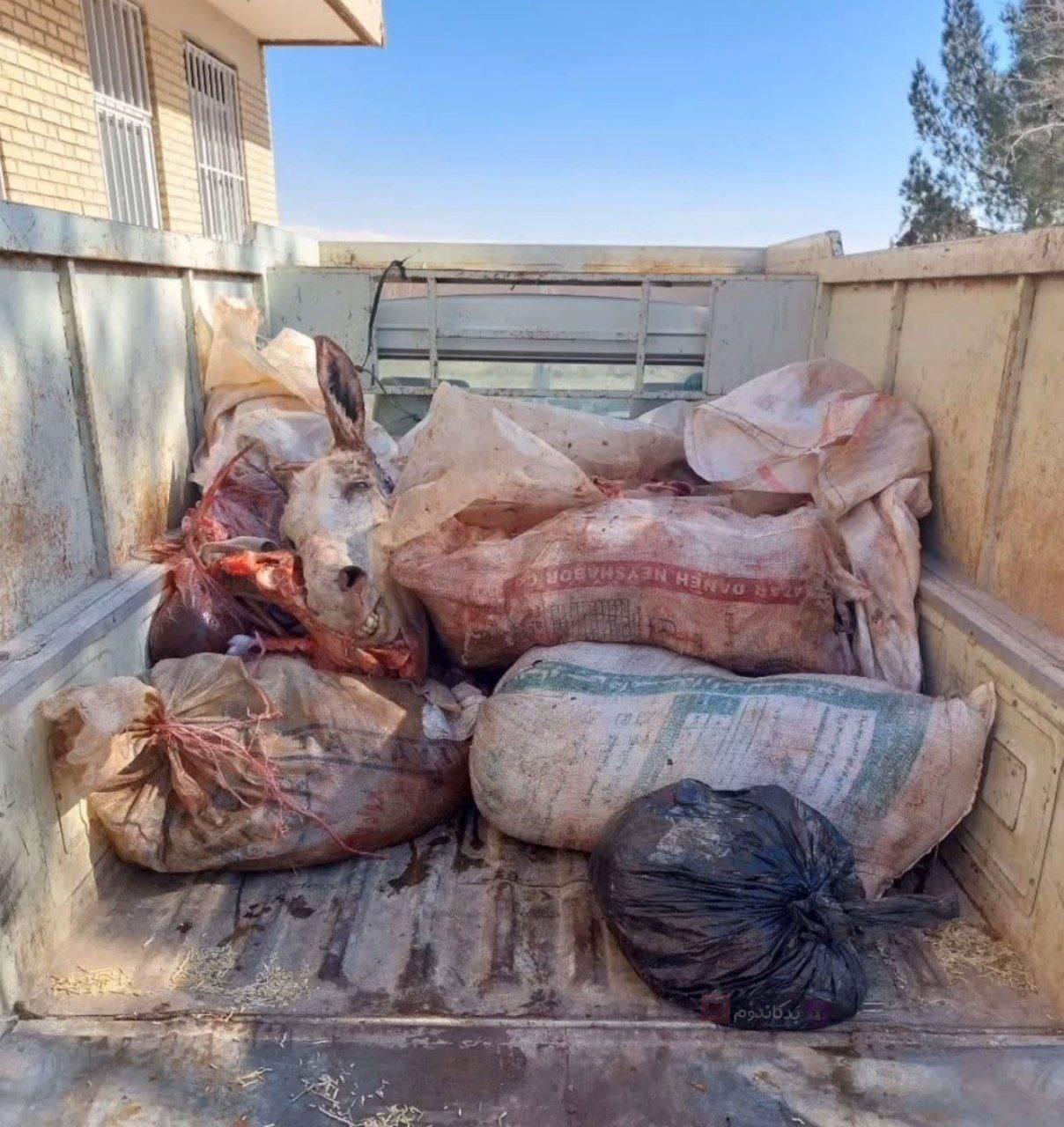 عکس| گوشت خر به رستوران های مشهد نرسید! عکس| گوشت خر به رستوران های مشهد نرسید! | دیلی فوتبال