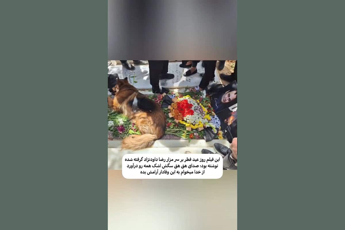 فیلم| گریه های سگ رضا داوودنژاد بر مزار این بازیگر | دیلی فوتبال