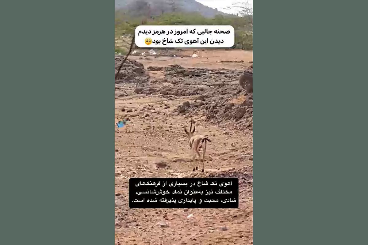 فیلم| دیده شدن آهوی تک شاخ در حیات وحش ایران | دیلی فوتبال