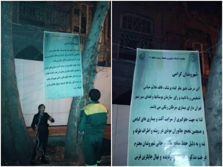 عکس| چرا درختان خیابان فلسطین قطع شد؟ | دیلی فوتبال