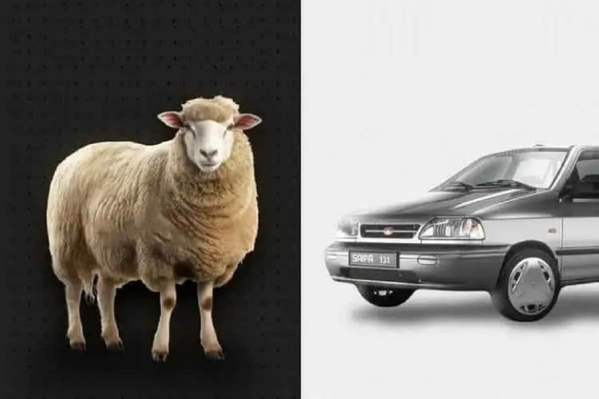 عکس| گوسفند هم قیمت پراید شد! | دیلی فوتبال