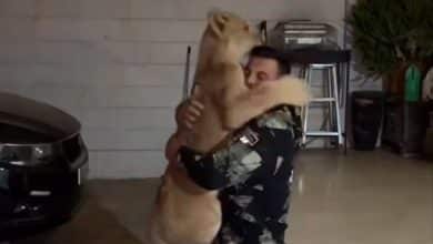 فیلم| واکنش امیر علی‌ اکبری به نگهداری از شیر خانگی | دیلی فوتبال