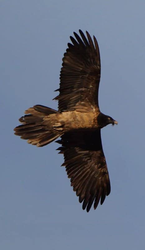 عکس| گشت و گزار همای سعادت اینبار در شهر جدید | دیلی فوتبال