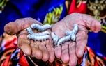 بزرگ‌ترین چالش پرورش کرم ابریشم در گلستان؛ خام‌ فروشی پیله‌‌ها | دیلی فوتبال
