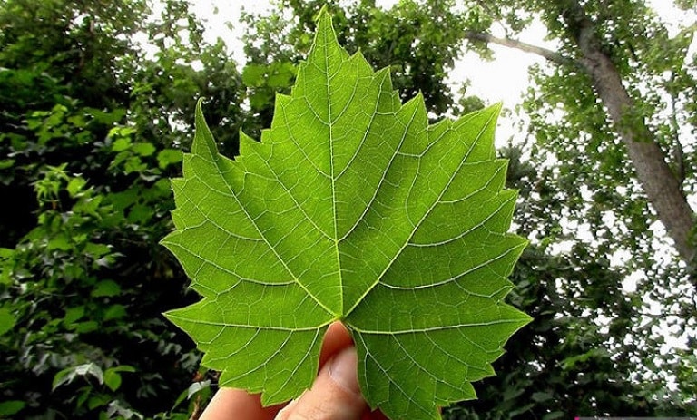 درمان معدهدرد با برگ انگور barg-mo1