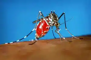 شناسایی ۱۷ مبتلا به تب دنگی از ابتدای امسال | دیلی فوتبال