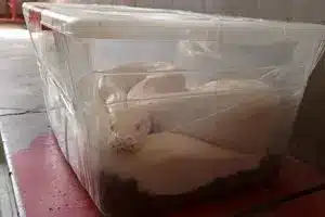 قاچاقچی مار پیتون در نائین دستگیر شد | دیلی فوتبال