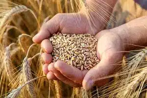 قیمت خرید تضمینی گندم چقدر تعیین شد؟ | دیلی فوتبال
