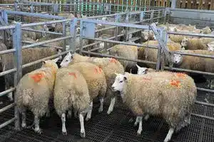 قیمت دام زنده امروز ۱۲ اردیبهشت ۱۴۰۴ | دیلی فوتبال