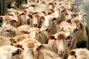 قیمت دام زنده امروز ۱۳ اردیبهشت ۱۴۰۴ | دیلی فوتبال