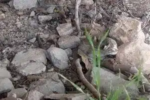 لحظه‌ای دلگرم‌کننده در طبیعت ؛ بازگشت ۲ توله پلنگ گمشده به آغوش مادر در زیستگاه طبیعی | دیلی فوتبال