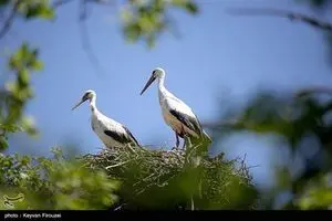 همزیستی لک‌لک‌ها و انسان در روستای دره‌تفی - مریوان+عکس | دیلی فوتبال