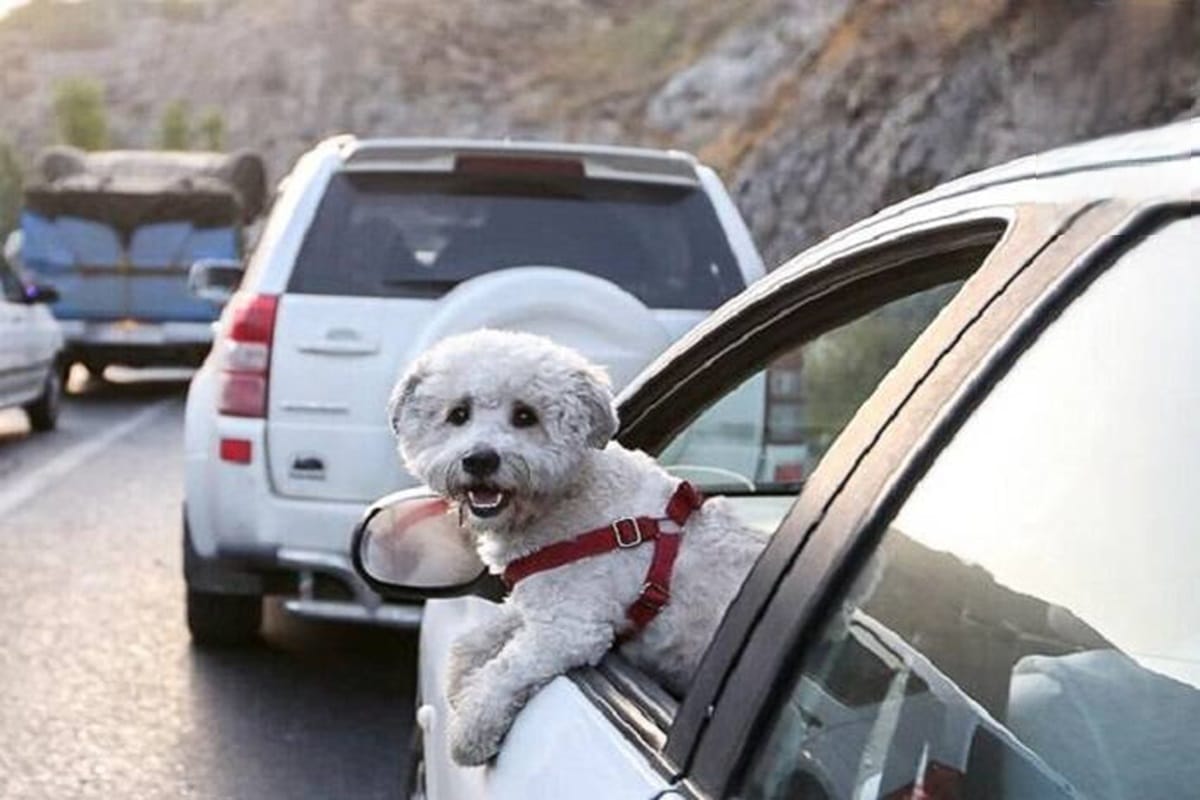 جدول هزینه های نجومی نگهداری حیوانات خانگی در ایران | دیلی فوتبال